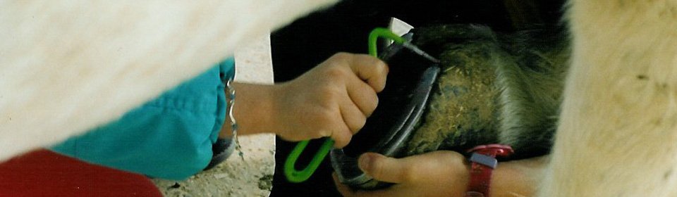 Savoir préparer et prendre soin du cheval fait aussi partie de l’apprentissage.