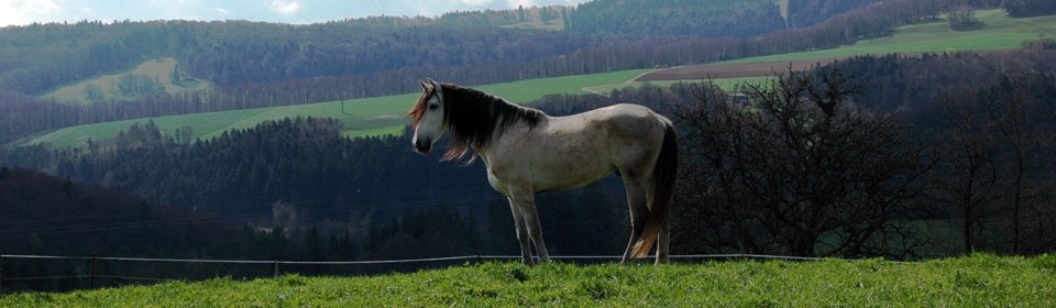 Avoir son cheval en pension � Kiffis c&rsquo;est d&rsquo;abord profiter de grands espaces naturels.