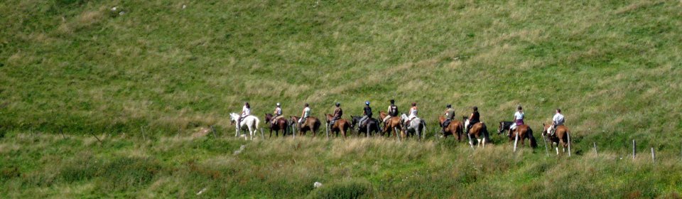 Faites de votre passion pour le cheval un métier.