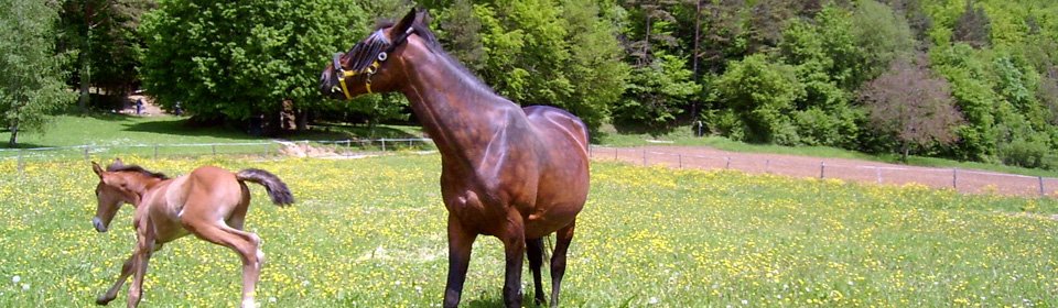 Rimbaud est n� � la ferme en 2005. Il est aujourd&rsquo;hui mont� lors des randonn�es et le�ons.